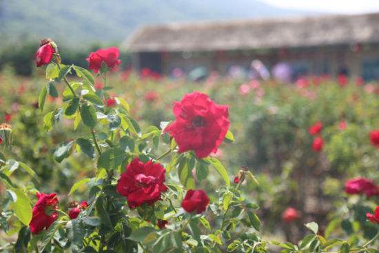 玫瑰谷.jpg