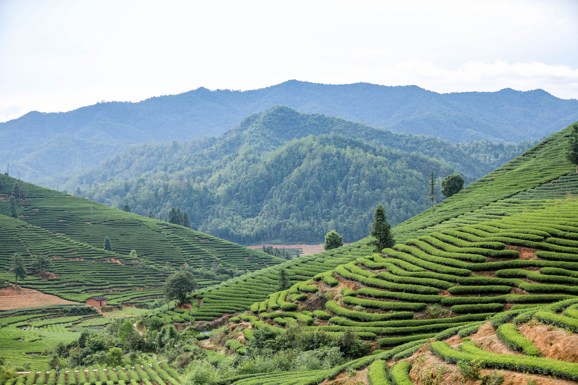 武夷山茶山.jpg